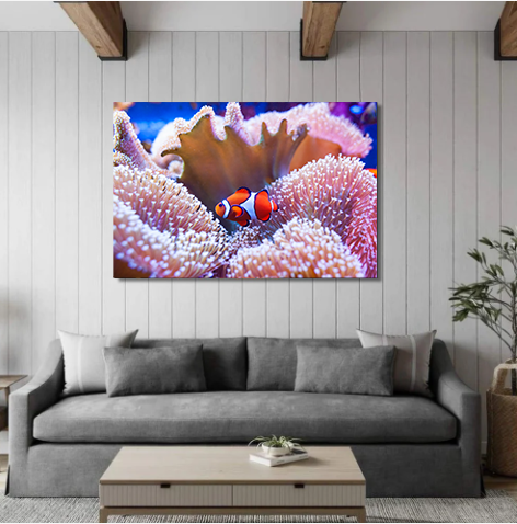 Clown Fish