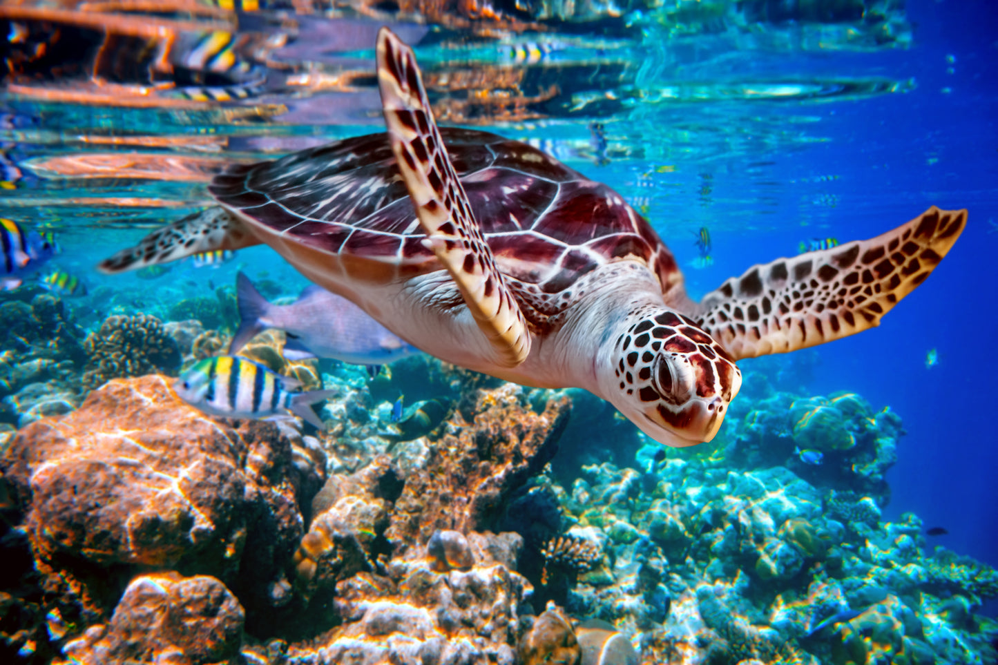Diving Sea Turtle