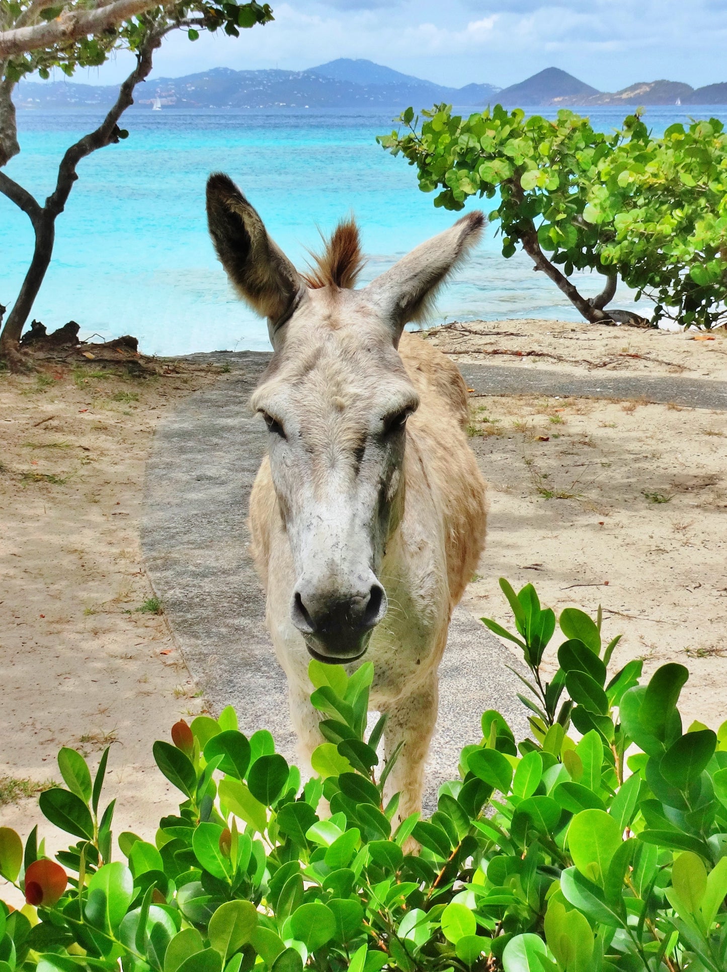 St. John Donkey