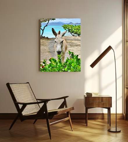 St. John Donkey