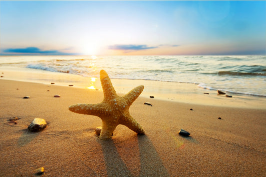 Beachy Starfish