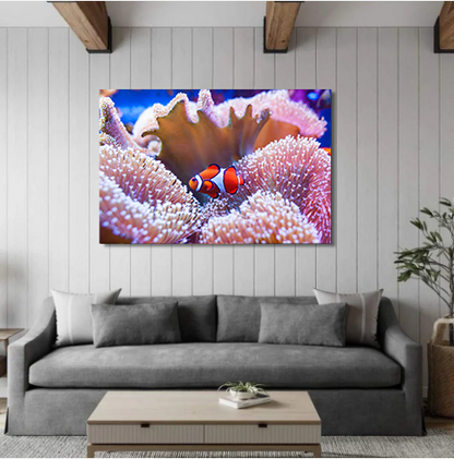 Clown Fish