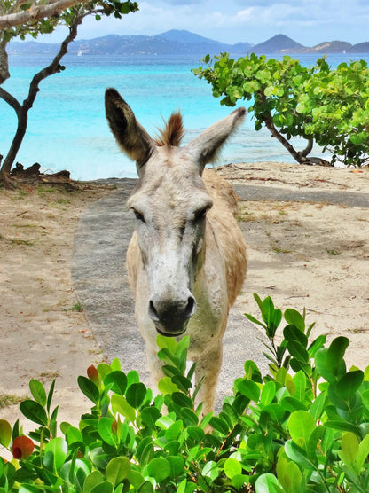 St. John Donkey